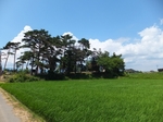 DSCF0231t.jpg
