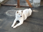 DSCF0333t.jpg