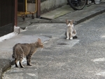 DSCF0512t.jpg