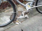 DSCF0516t.jpg