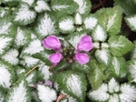 DSCF1037t.jpg