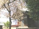P4250278t.jpg
